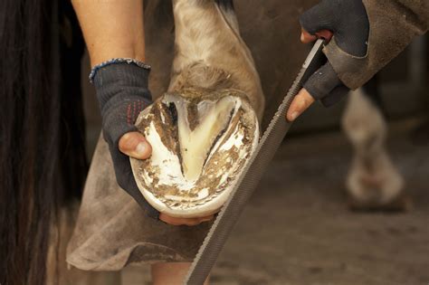 Equine hoof care as a sacred practice: The spiritual dimensions of farriery